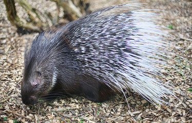 Close up of cape porcupine or South African porcupine. Hystrix africaeaustralis in a zoo. Brown/black fur and black and white spines on the back. Endangered species. 