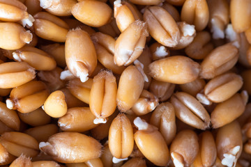 Sprouted wheat grain close up front view