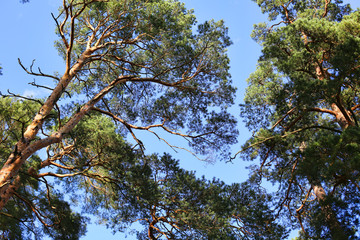 Single pine surrounded by pine forest in the lights of evening sun in Jurmala, Latvia 