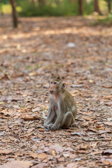 Monkey sitting on the ground