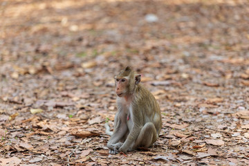 Obraz premium Monkey sitting on the ground