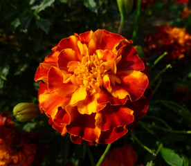 French marigold (Tagetes patula, Mexican, Aztec or African marigold) in bloom, orange with yellow bunch of flowers on green leaves background, small shrub.