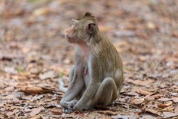 Fototapeta premium Monkey sitting on the ground