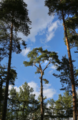 Single pine surrounded by pine forest in the lights of evening sun in Jurmala, Latvia 