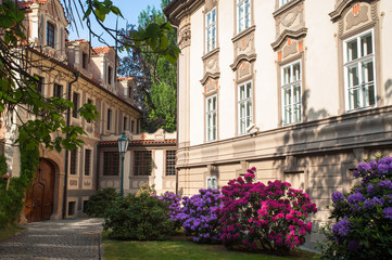 Prague Kolowrat Garden with Blooming colorful Rhododendrons