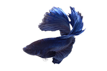 Betta fish, Blue halfmoon 