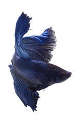 Betta fish, Blue halfmoon 