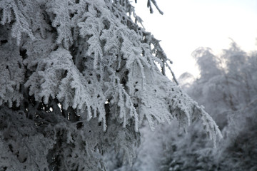 Frosted tree spruce in mountain.  Winter in a forest. Magic tree.