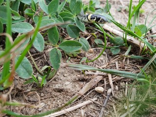 Grass snake on the ground