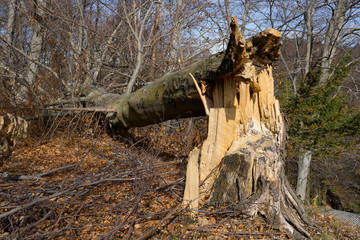 Durch Sturm gefällter Baum, Carona, Tessin, Schweiz