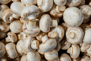 Fresh mushrooms on the counter of the store