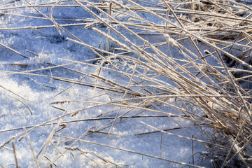 Amazing winter nature. A dried grass plant covered with icy crystals. Texture of ice and snow. Macro ice. Winter landscape on a meadow. 