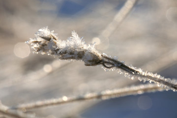 Amazing winter nature. A dried grass plant covered with icy crystals. Texture of ice and snow. Macro ice. Winter landscape on a meadow. 