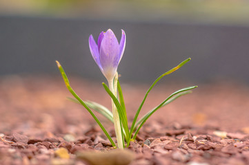 Obraz premium yellow blue white crocus in spring easter season garden