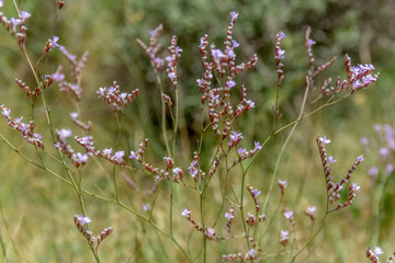 twiggyvegetation closeup