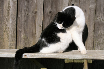 The white-black cat is sintting on the wooden bench in sunny, winter weather.