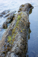 Fototapeta premium rocky shoreline in summer along lake with moss