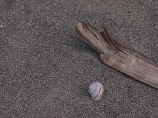 Fototapeta na wymiar conchiglia sulla sabbia