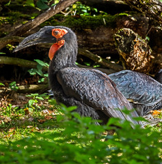 Southern ground hornbill. Latin name - Bucorvus leadbeateri	