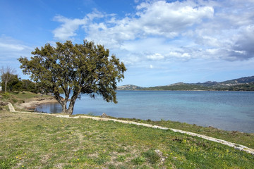 Fototapeta na wymiar Landscape with tree and sandy beach in Sardinia