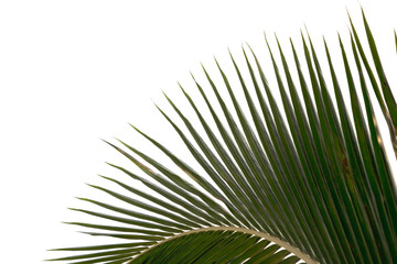 Green coconut leaf isolated on a white background.