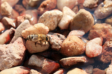 Bee, apis mellifera at a waterhole in an apiary. Gets the water needed to raise the larvae in the beehive