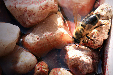 Bee, apis mellifera at a waterhole in an apiary. Gets the water needed to raise the larvae in the beehive