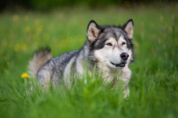 Naklejka na ściany i meble Alaskan Malamute dog lying in the grass
