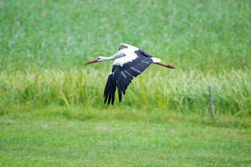 Stork in flight over the meadow