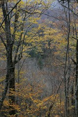 Obraz premium Colorful Trees in Autumn Season. artvin/savsat