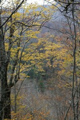 Colorful Trees in Autumn Season. artvin/savsat
