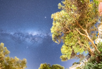 Amazing Milky Way above pine trees, Australia