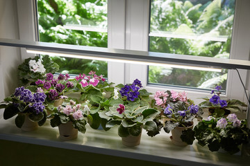 The african potting violets on the windowsill