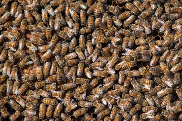 bee