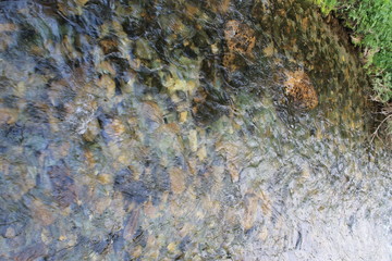 The mountain stone river in the forest.