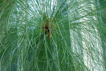 Papyrus plant