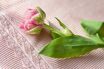 Pink plaid on the edges decorated lace. Terry tulip is on top. The focus is on the plaid.