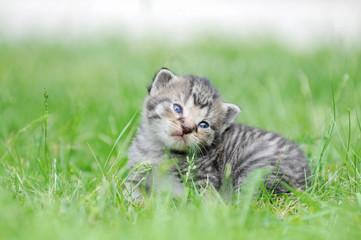 gray kitten sitting on meadow