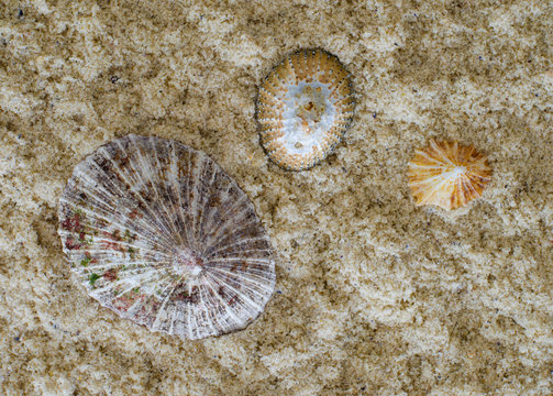 Three different limpit seashell on a bed of seasand create a beautiful still life.