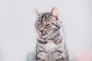 Obraz premium Katze ist müde bei der Fellpflege 