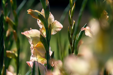 Background of gentle pink gladiolus in garden.