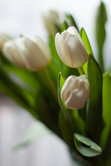 Obraz na płótnie Canvas White tulips in a vase on the table