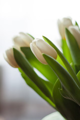 White tulips in a vase on the table