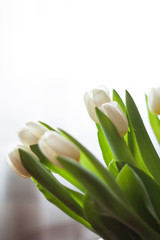 Fototapeta premium White tulips in a vase on the table