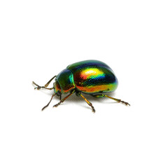 Green beetle isolated on white