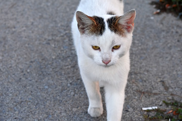 White kitten . White kitten on the street .