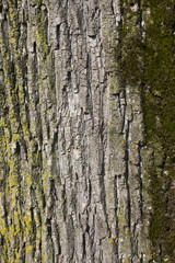 Close up of weathered tree bark with lichen and moss.