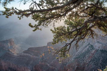 Backlit scene of tree and mountain scenario