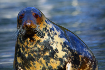 The grey seal (Halichoerus grypus) , portrait of the big male.