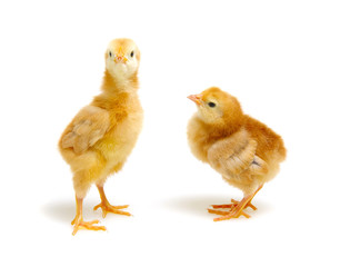 Chick isolated on white